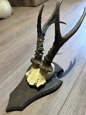 Roe deer antlers for sale  SOLIHULL