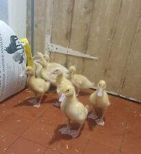 Fertile pekin duck for sale  STEVENAGE