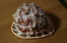 Shell cassis rufa usato  Grottaferrata