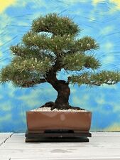 Joe bonsai schwarzkiefer gebraucht kaufen  Spiesen-Elversberg