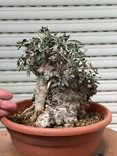 bonsai olivastro usato  Italia