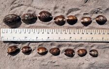 Cowrie shells. beach for sale  KIDDERMINSTER
