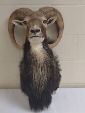 Mouflon sheep taxidermy for sale  Houston