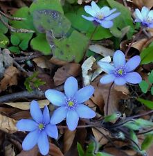 Rarität anemone robinsoniana gebraucht kaufen  Erfurt