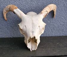 Sheep skull horns. for sale  PLYMOUTH
