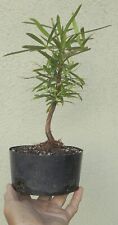 Buddhist pine podocarpus for sale  Rosemead