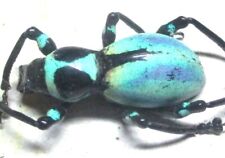 W004 Q | EL : Pachyrrhynchus species? male 16mm W/BLUE STREAK!!!!! for sale  Shipping to South Africa