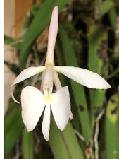 Epidendrum falcatum grown for sale  Shipping to Ireland