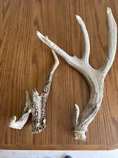 Whitetail deer antlers for sale  Pocahontas