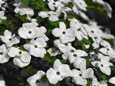 Flowering white dogwood for sale  Blairsville