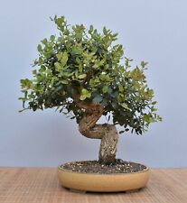 Bonsai mediterraneo, quercia da sughero (Quercus suber) 21047 | mugnaio bonsai giardino usato  Spedire a Italy
