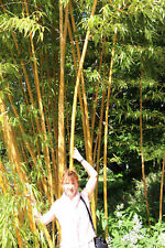 Gold bambus pflanzen gebraucht kaufen  Kaiserslautern