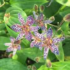 Toad lily seeds for sale  Gate City