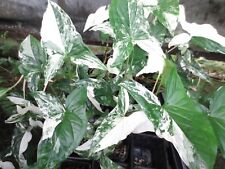 Syngonium albo variegated for sale  Fort Lauderdale
