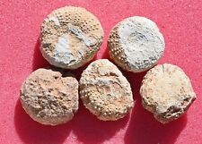 Five fossil sea for sale  Scottsdale
