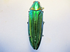 Entomology Buprestidae Chrysochroa rajah M Thailand for sale  Shipping to South Africa