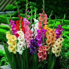 Set gladiolen gladiole gebraucht kaufen  Guben