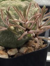 Pseudolithos cubiformis ,Fresh seeds Succulent , Cactus , 10  Seeds for sale  Shipping to South Africa