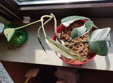 Epipremnum pinnatum variegata gebraucht kaufen  Belm