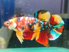 Livebettafish giant nemo for sale  Shipping to Ireland