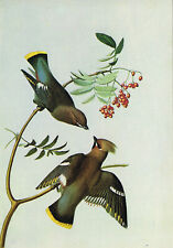 Bohemian chatterer waxwing for sale  DEREHAM