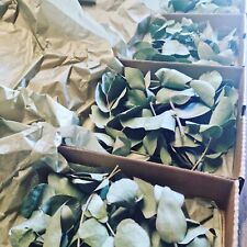 Dried eucalyptus leaves for sale  WESTGATE-ON-SEA
