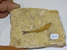 Poisson fossile d'occasion  Frejus
