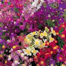 Toadflax fairy mix for sale  Sanford