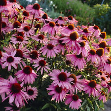 Echinacea purpurea coneflower for sale  WOLVERHAMPTON