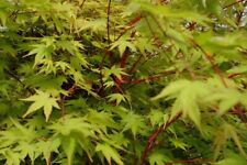 Japanese maple acer for sale  Silverton