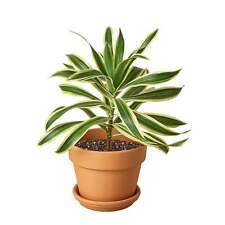 Dracaena song india for sale  Peoria