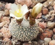 Blossfeldia liliputana seeds for sale  Ireland