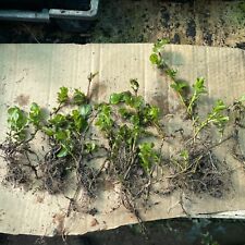 Rooted cuttings plants for sale  Shipping to Ireland