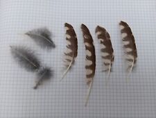 Little owl feathers for sale  BICESTER