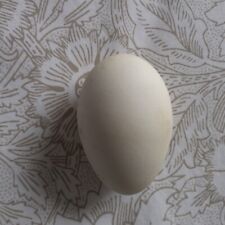Goose egg blown for sale  SKIPTON