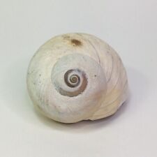 Large moon snail for sale  Saint Joseph