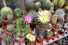 Flowering cactus collectors for sale  WREXHAM