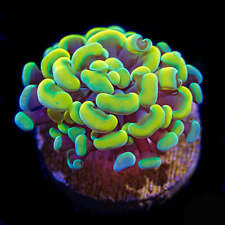 rainbow chalice coral for sale  Orlando