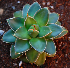 Used, Agave filifera Compact ** v14-14x11,5 plan (1) 10-12 cm high for sale  Shipping to South Africa