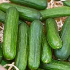 Muncher cucumber seeds for sale  Canada