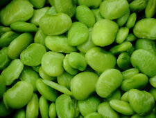 Lima bean seed for sale  Shipshewana
