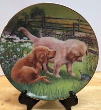 Golden retrievers collection for sale  Bellefonte