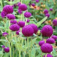 Gomphrena- Purple- 50 Seeds - - BOGO 50% off SALE for sale  Shipping to South Africa