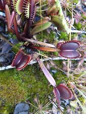 2023-120 Venus Flytrap, Dionaea seeds-Mr Black, Giant Clam, Dracula, Ginormous for sale  Shipping to South Africa
