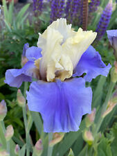 Schwertlilie iris haut gebraucht kaufen  Tussenhausen
