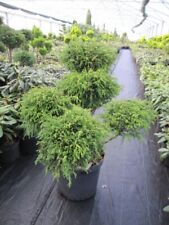 Chamaecyparis pisifera filifer gebraucht kaufen  Zetel