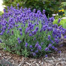 LAVANDA 10 SEMENTES DE FLORES FRESCAS FRETE GRÁTIS EUA, usado comprar usado  Enviando para Brazil