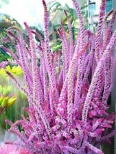Limonium pink pokers for sale  FERRYHILL