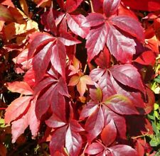 Parthenocissus quinquifolia. v for sale  MOELFRE