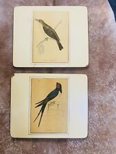 Vintage bird audubon for sale  Sussex